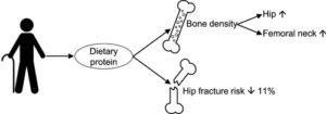 Read more about the article How Protein Can Improve Bone Health in Seniors