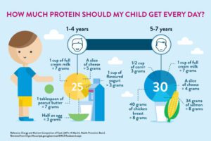 Read more about the article The role of protein in growth and development of Kids